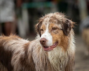 portrait of aussie dog