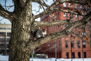 squirrel on a tree