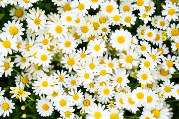 Oxeye Daisy flowers, close up. Blooming white and yellow flowers on the field in the spring. Dog daisy on meadow. Flowering field  
