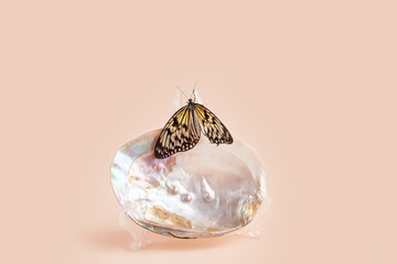 The butterfly is black and white, sitting on a seashell on a pink background. Idea leuconoe, rice paper.