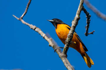 Male Baltimore oriole singing perched on a branch - Michigan