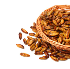Silkworm pupae on white background