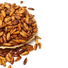 Silkworm pupae on white background