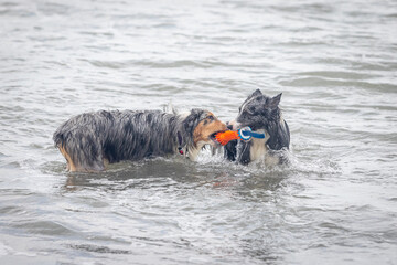Obraz premium Australian shepherd dog and border collie playing with a toy