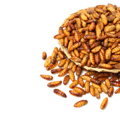 Silkworm pupae on white background