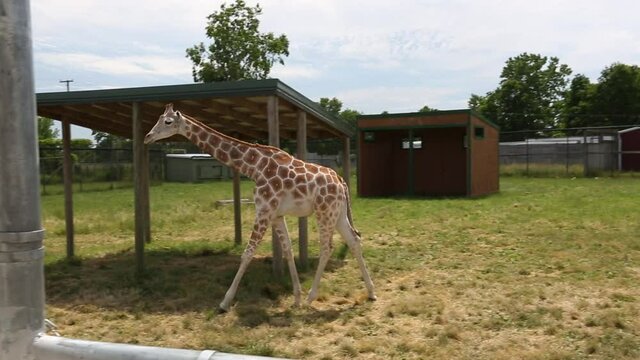 Adorable baby giraffes, walking in the enclosure of Cleveland Zoo, exotic animal