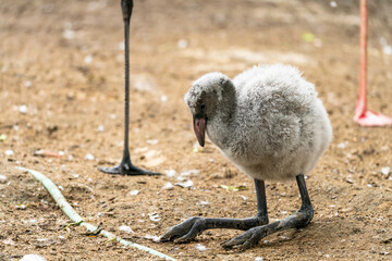 Flamingo baby near the mother.