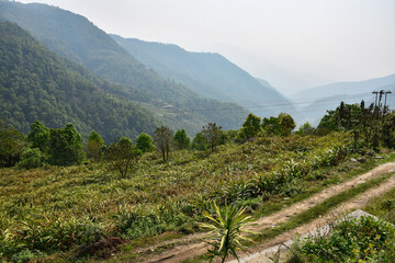Fototapeta na wymiar Remote village with Cultivation of black cardamom.
