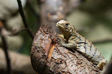 The Cuban rock iguana (Cyclura nubila), also known as the Cuban ground iguana or Cuban iguana,[2] is a species of lizard of the iguana family. It is the second largest of the West Indian rock iguanas.
