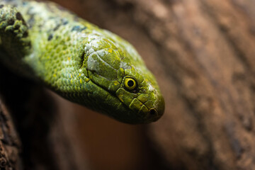 The Solomon Islands skink (Corucia zebrata), also known as prehensile-tailed, monkey-tailed, giant, zebra, and monkey skink, is an arboreal species of skink endemic to the Solomon Islands archipelago.