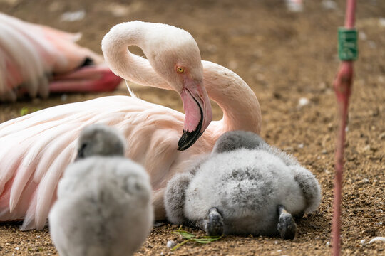 Flamingo baby near the mother.