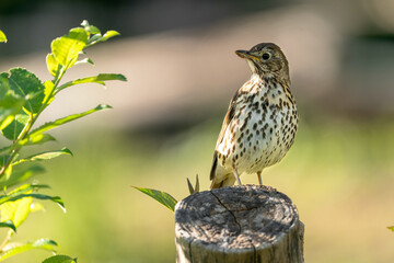 The mistle thrush (Turdus viscivorus) is a bird common to much of Europe, temperate Asia and North Africa. It is a year-round resident in a large part of its range.