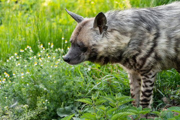 The striped hyena is a species of hyena native to North and East Africa, the Middle East, the...