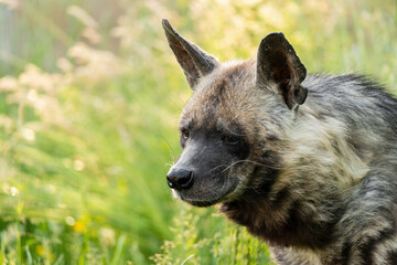The striped hyena is a species of hyena native to North and East Africa, the Middle East, the Caucasus, Central Asia and the Indian subcontinent. It is listed by the IUCN as near-threatened.