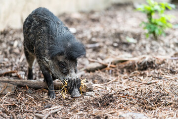 The Visayan warty pig (Sus cebifrons) is a critically endangered species in the pig genus (Sus). It...