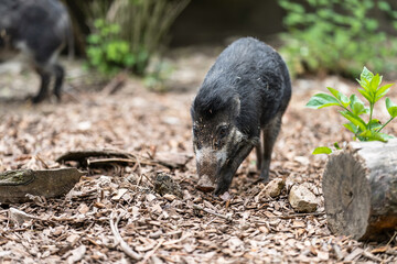 The Visayan warty pig (Sus cebifrons) is a critically endangered species in the pig genus (Sus). It is endemic to six of the Visayan Islands (Cebu, Negros, Panay, Masbate, Guimaras, and Siquijor).