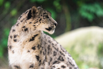 Fototapeta na wymiar The snow leopard (Panthera uncia), also known as the ounce, is a felid in the genus Panthera native to the mountain ranges of Central and South Asia. It is listed as Vulnerable on the IUCN Red List.