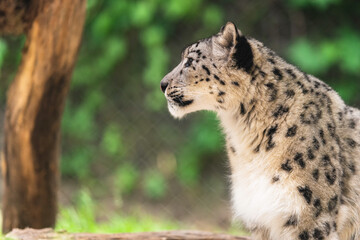 Naklejka premium The snow leopard (Panthera uncia), also known as the ounce, is a felid in the genus Panthera native to the mountain ranges of Central and South Asia. It is listed as Vulnerable on the IUCN Red List.