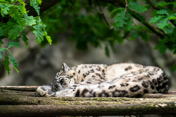 The snow leopard (Panthera uncia), also known as the ounce, is a felid in the genus Panthera native to the mountain ranges of Central and South Asia. It is listed as Vulnerable on the IUCN Red List.