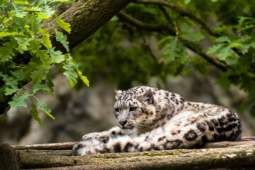 The snow leopard (Panthera uncia), also known as the ounce, is a felid in the genus Panthera native to the mountain ranges of Central and South Asia. It is listed as Vulnerable on the IUCN Red List.