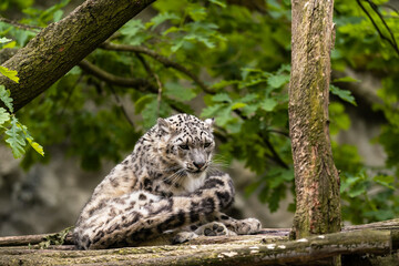 The snow leopard (Panthera uncia), also known as the ounce, is a felid in the genus Panthera native to the mountain ranges of Central and South Asia. It is listed as Vulnerable on the IUCN Red List.