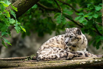 Fototapeta na wymiar The snow leopard (Panthera uncia), also known as the ounce, is a felid in the genus Panthera native to the mountain ranges of Central and South Asia. It is listed as Vulnerable on the IUCN Red List.