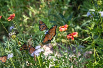 Queen butterflies feeding on Milkweed nectar in southern Arizona during summer, USA.
