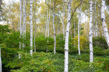 秋の白樺林