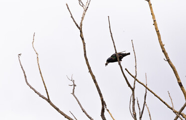 Black bird perched in tree branch