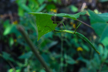 Stick insect sheltering under a leaf of the herbs of the Manantlan forest, Jalisco
