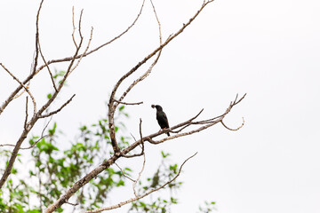 Black bird with mouth full of worms