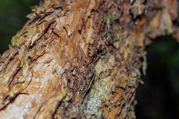 Old dry tree in the dark