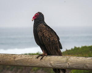 Turkey vultures at rest