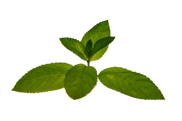 Naklejka na ściany i meble Fresh mint leaves, green plants