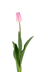 Tulip flower on a long stem with leaves, isolated on white background. Beautiful spring flowers.