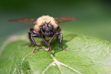 Fototapeta premium A Bumble bee mimic robber fly (Laphria thoracica) rests on a leaf at Taylor Creek Park in Toronto, Ontario.