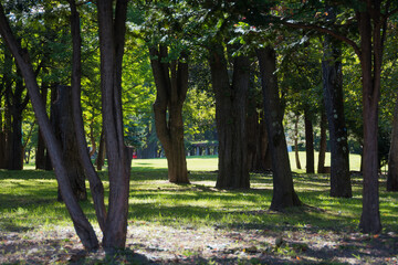 木漏れ日が射す夏の公園
