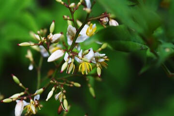 Heavenly bamboo flowers. Berberidaceae evergreen shrub and medicinal plants.