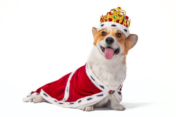 Adorable small Pembroke Welsh Corgi wearing red royal cape and crown with colorful fake gems sits on white background closeup
