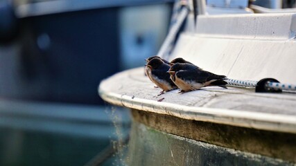 Swallow birds sitting in the harbor between the boats on a summer day.