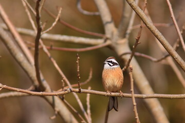 Migratory bird, Bunting  ホオジロ
