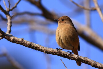 Obraz premium Migratory bird, Daurian Redstart ジョウビタキのメス