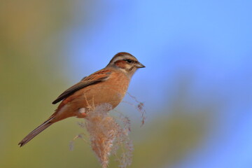 Migratory bird, Chestnut-eared　森の中のホオアカ