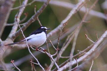 Obraz premium Japanese Wagtail, wild bird セグロセキレイ
