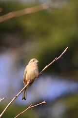 Migratory bird, Chestnut-eared　森の中のホオアカ