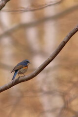 Migratory bird, Red-flanked Bluetail
