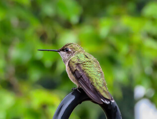 Fototapeta premium hummingbird on a fence