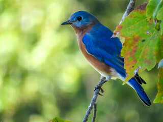 Obraz premium eastern bluebird