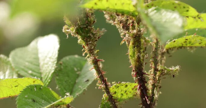 Aphids on young shoots of roses, close-up.