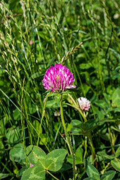 close up image of a purple clover blossom surrounded by green growth